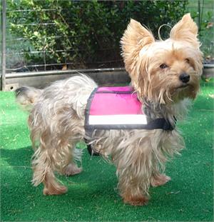 small service dogs service gear xx small and x small reflective service vest with zipper pocket small service dogs service gear xx small and x small reflective service vest with zipper pocket