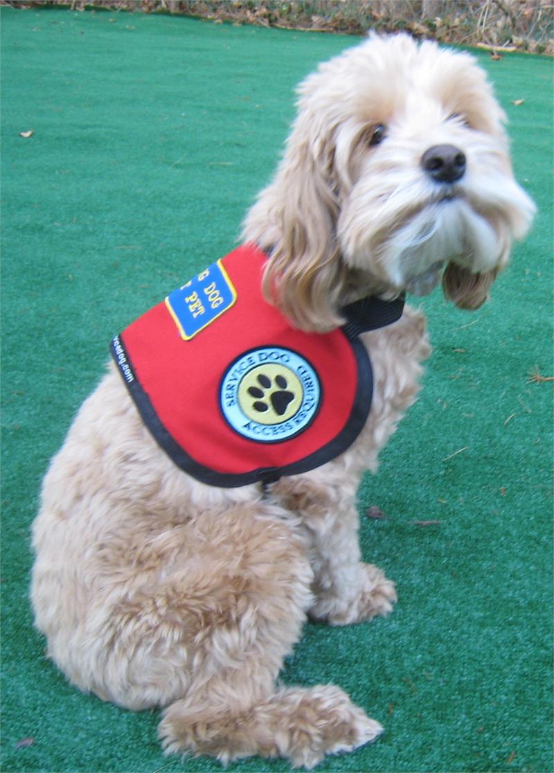 service vest for dogs service gear service vest service vest for dogs service gear service vest