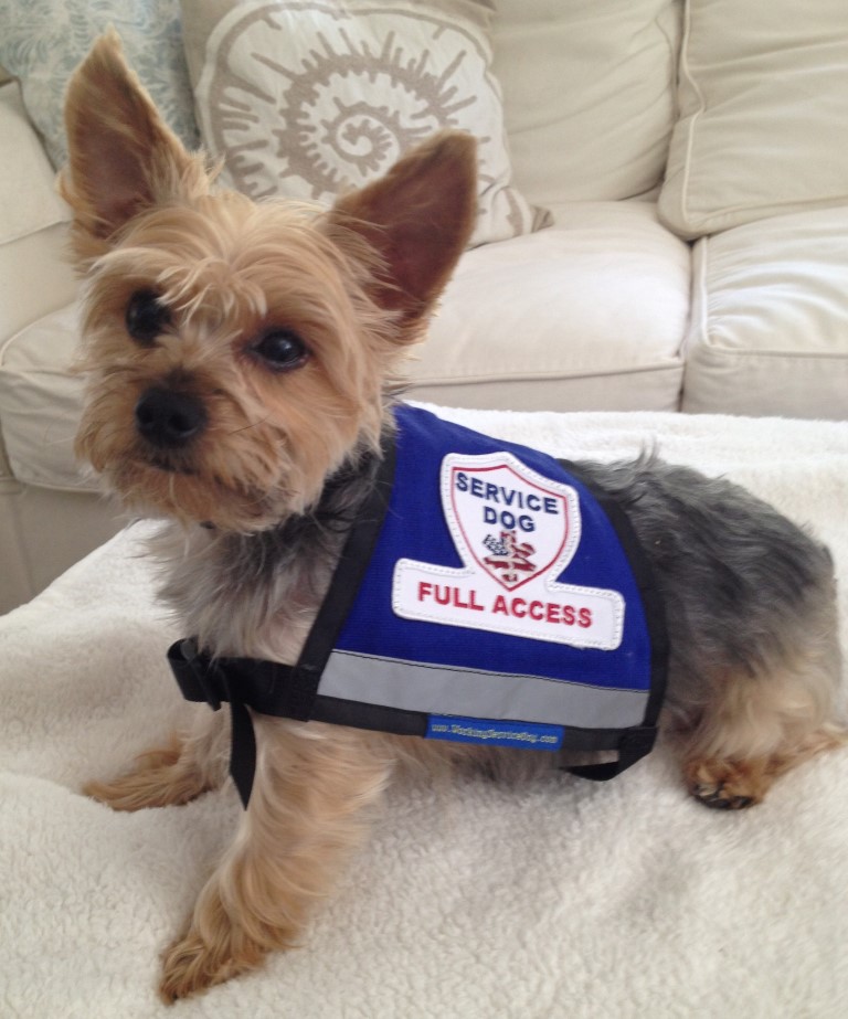 service-dog-gear-premium-xx-small-and-x-small-service-dog-vest