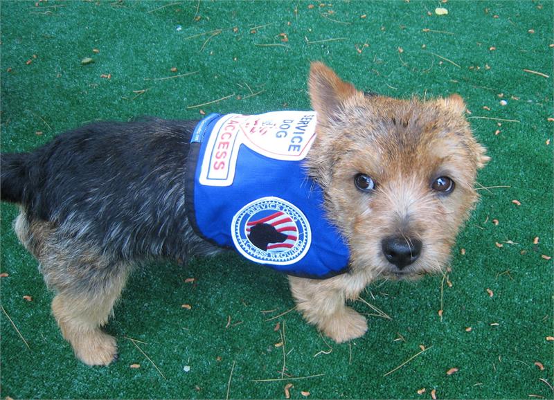 small service dogs service gear premium small service vest small service dogs service gear premium small service vest