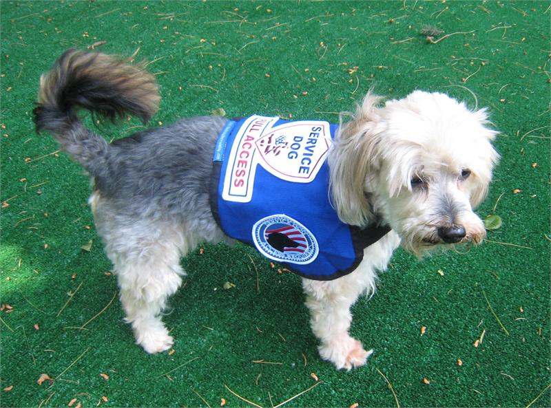 Service Dog Gear - Premium Small Service Dog Vest